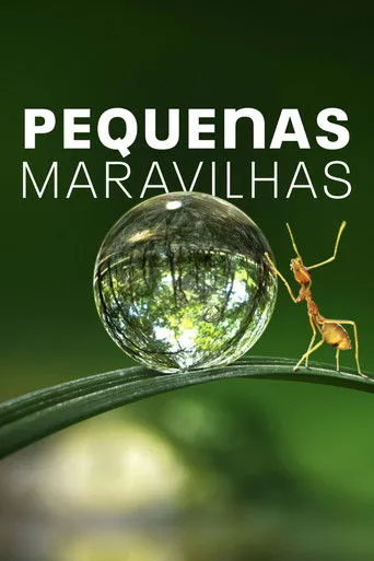 Pôster de Pequenas Maravilhas (2020)